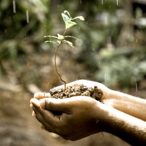 nachhaltiger_anbau
